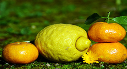 Limon ve Mandalinanın `Fahiş Fiyat` Yolculuğu