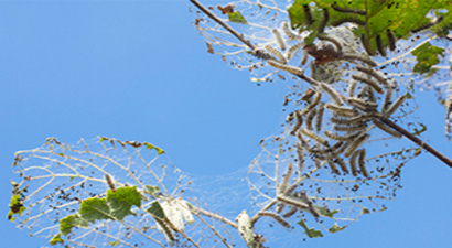 Fındık Üreticilerine Uyarı: `Bahçeleri Terk Etmeyin`