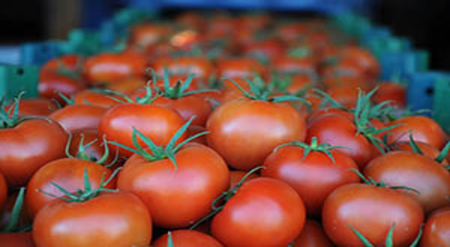 Rusya Kapısını 50 Bin Ton Türk Domatesi için Açıyor