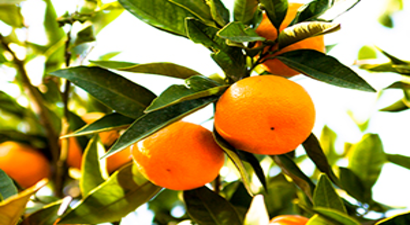 Ege Narenciye Rekoltesinde Düşüş Bekleniyor