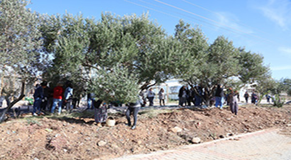 Zeytin Hasat Şenliği`ne Yoğun İlgi