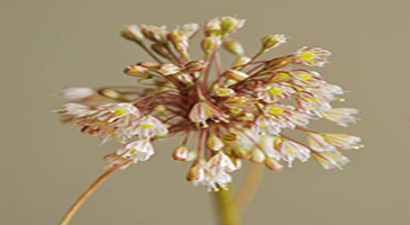 Yeni Bir Endemik Bitki Türü Keşfedildi