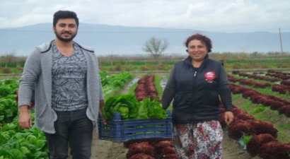 Üniversite Öğrencileri Marul Hasadına Katıldı