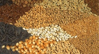 Türkiye`den 76 Ülkeye Tohum İhracatı