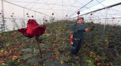 Babasında Kalan Mirasla `Gül` Gibi İşi Oldu