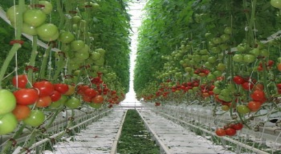 `Örtü Altında` 365 Gün Üretim 365 Gün Verim