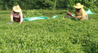 Çay Üreticisine 164 Milyon 530 Bin Lira Hibe