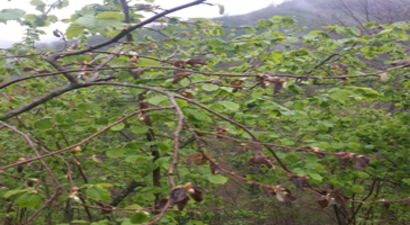 Giresun`da Fındık Ağaçları Hastalığa Yakalandı