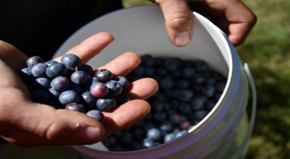 AB`den Trump`a Çiftçileri de Vuracak Misilleme