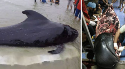 Bu İnsanlığın Ayıbı;80 Plastik Poşet Yutan Balina Öldü