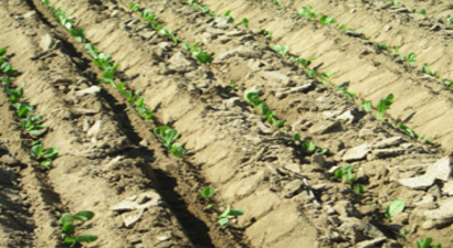 Tohum, Fide ve Fidan Desteğinde Son Gün