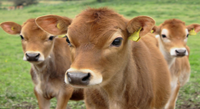 Buzağı Desteklerinde Son 3 Gün!