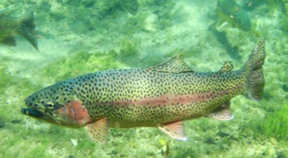 Gökkuşağı Alabalığının Kimliğini Değiştirdiler