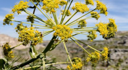 İsmi Değişik Kendi Değişik 10 Baharat