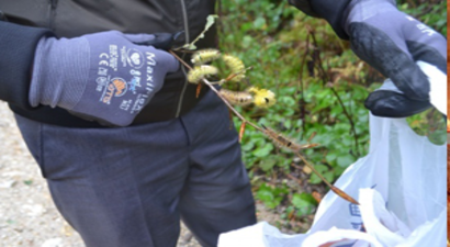 Ağaçları Kemirmeye Başladı, Ne Olduğu Bilinmiyor