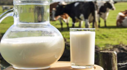 Çiğ Süt Prim Desteği Ödemeleri Başlıyor