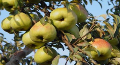 Verim Düşük Fiyat Yüksek