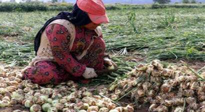Patates ve Soğan Fiyatları Artacak