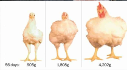 Tavukların Milyon Yıllık Evrimi 60 Yılda Gerçekleşti