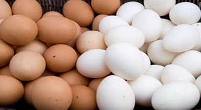 Yumurta Üretimi Arttı