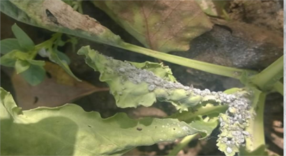 Lahana Grubu Hastalık ve Zararlıları