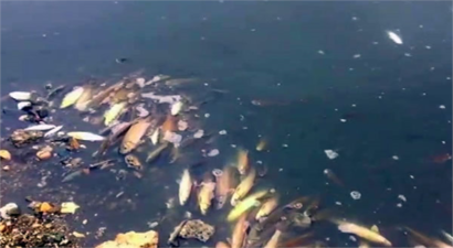 Gökırmak`ta Toplu Balık Ölümleri