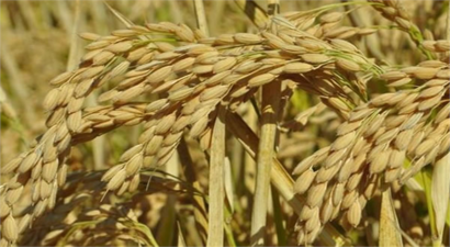 Nehirden Gelen Beyaz İnci