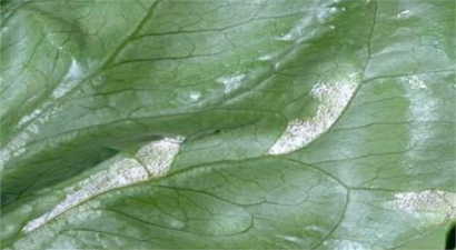 Marulda Hastalık Zararlıya Dikkat!