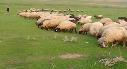 Küçükbaş Hayvan Yetiştiricilerinde Uygun Kredi Ve Destek Ödemesi Sevinci