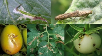 Domates Güvesine Dikkat!