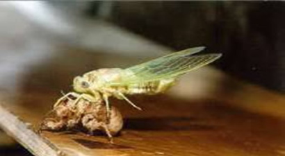 ASMA AĞUSTOS BÖCEĞİ