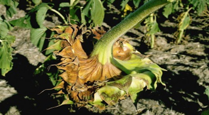 Ayçiçeğinde Tabla Çürüklüğüne Dikkat!