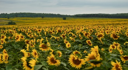 Trakya Birlik Ayçiçeği Fiyatını Açıkladı
