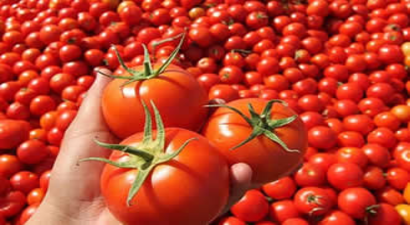 Kurutmalık Domates Malatya`da İstihdam Sağladı