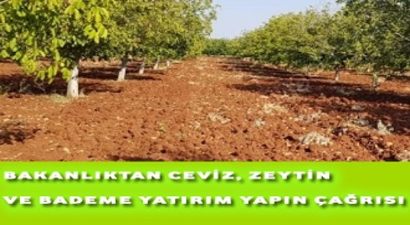 Zeytin, Ceviz ve Badem Bahçesi Yatırımı Yapma Çağrısı