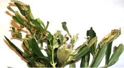 ZEYTİN FİDANTIRTILI MÜCADELESİ