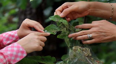 Amerikan Beyaz Kelebeği Uyarısı
