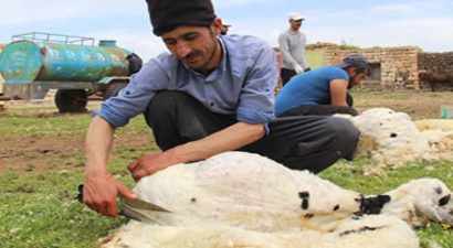 Bayburt`ta `Köyümde Yaşamak İçin Bir `Sürü` Nedenim Var` projesi