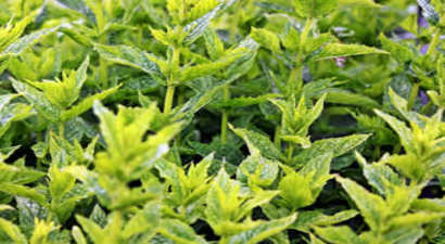 MUĞLA`da Kadınlar Aromatik Bitki Üretiyor