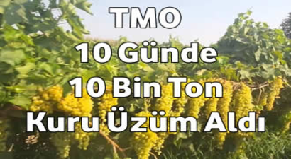 TMO 10 Günde 10 Bin Ton Kuru Üzüm Aldı