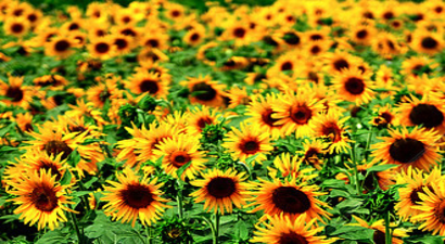 Ayçiçeğine Talep Arttı