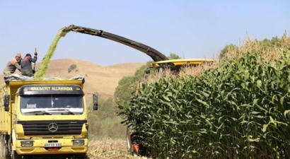 TİGEM Silaj ihalesi Açıyor
