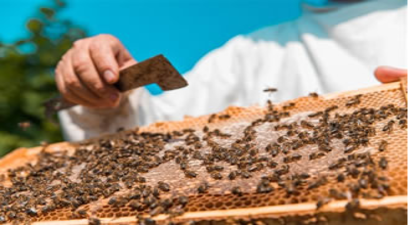 Arı Hastalıkları Bal Üretimini Düşürdü