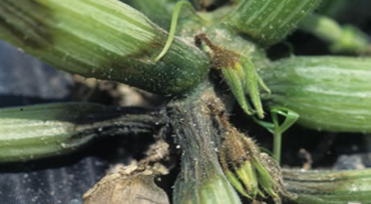 Kabakgillerde Fusarium ile Mücadele