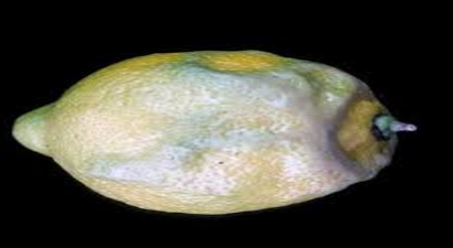 TURUNÇGİLDE KURŞUNİ KÜF HASTALIĞI