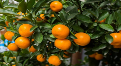 Bir Ayda Rekor Satsuma Mandalina İhracatı