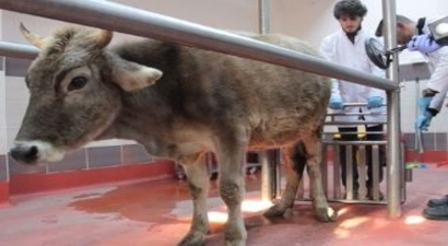 Veteriner Hekimler `Tek Sağlık Yasası` İstiyor