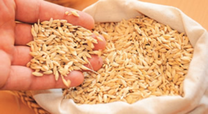 BOLULU ÇİFTÇİLERE YÜZDE 75 HİBELİ 35 TON TOHUM DAĞITILDI