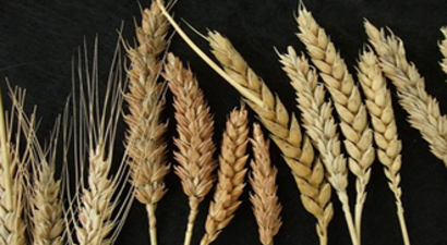 Doğru Tohum İlaçlaması Nasıl Yapılmalı?