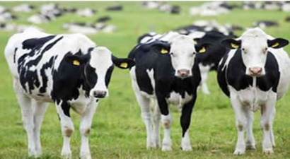 Düve Desteği Başvuruları Devam Ediyor